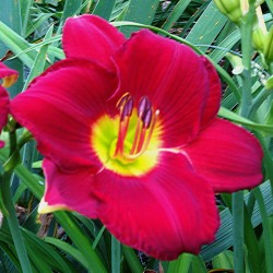 picture of the flower of this daylily