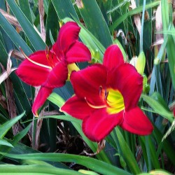 picture of the flower of this daylily