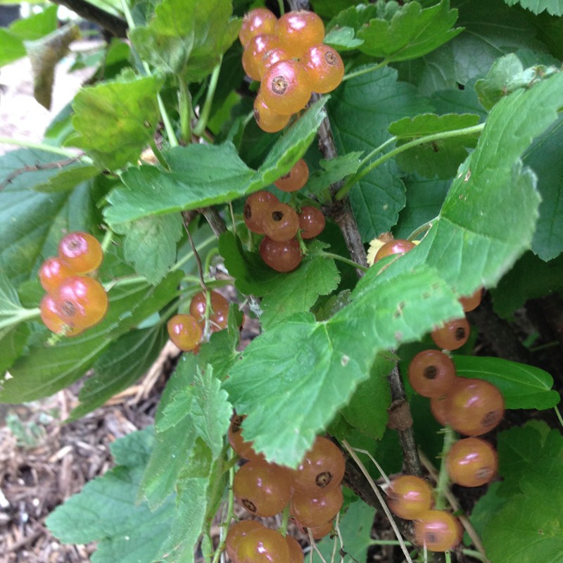 currants on shrub in our garden