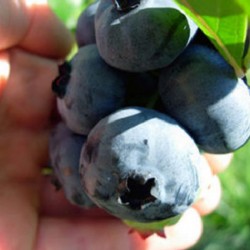 harvested blueberries