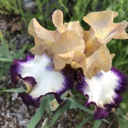 Flower picture of this iris variety Iris