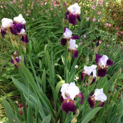 Established clump picture of this Iris variety