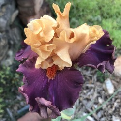 picture of this iris variety flower