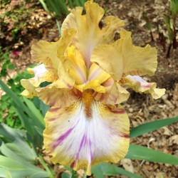 picture of this iris variety in our garden