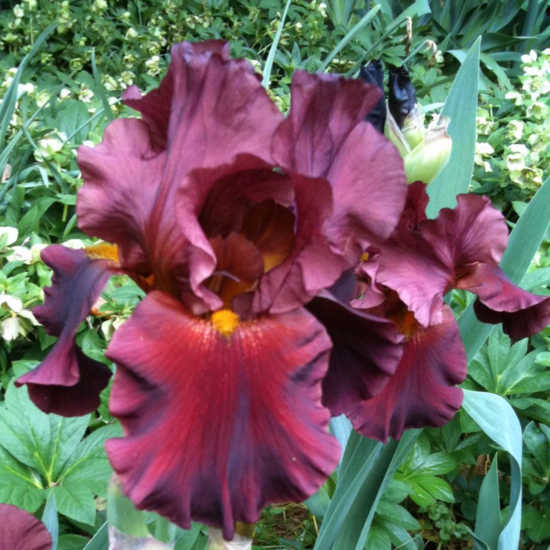 Deep red throat iris
