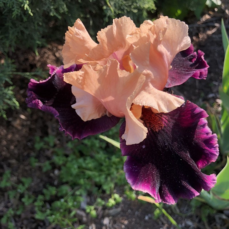 picture of this iris variety flower in our garden