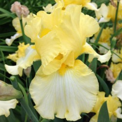 Picture of the flower of this Iris variety