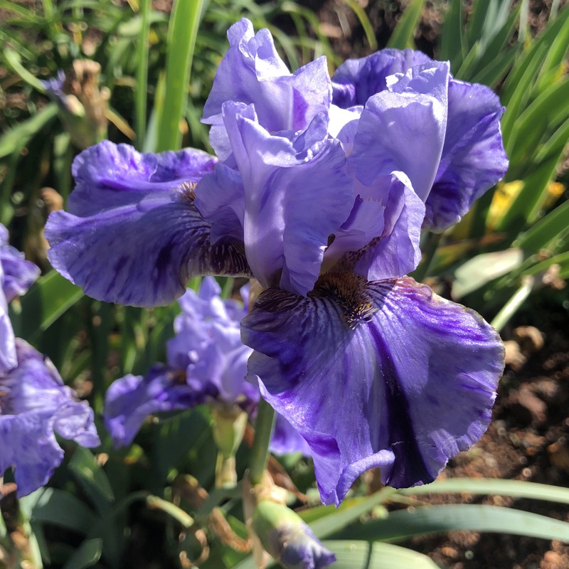 Flower picture of this iris variety
