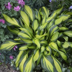 Picture of hosta Rainbow's End mature plant
