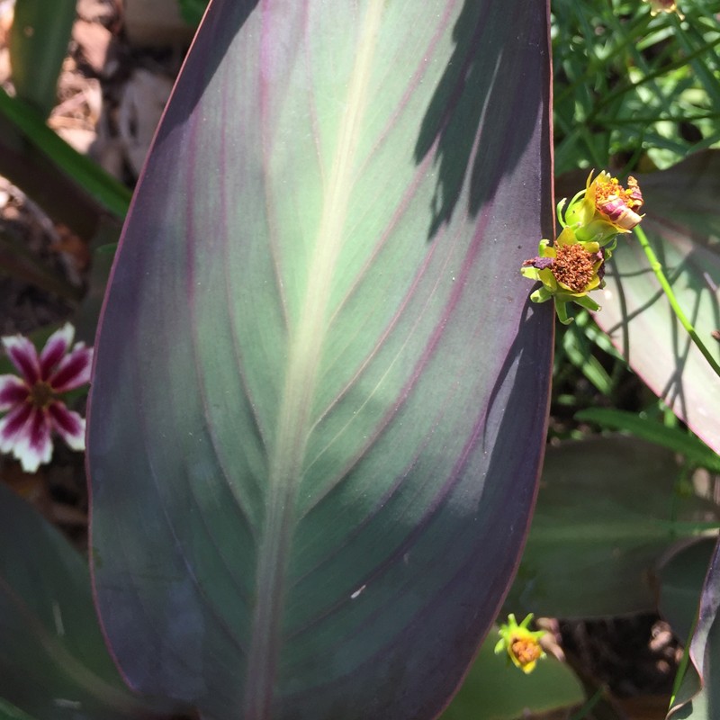 Picture of Canna Bird of Paradise Leaf