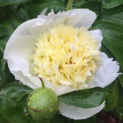 Picture of Peony Laura Dessert Flower