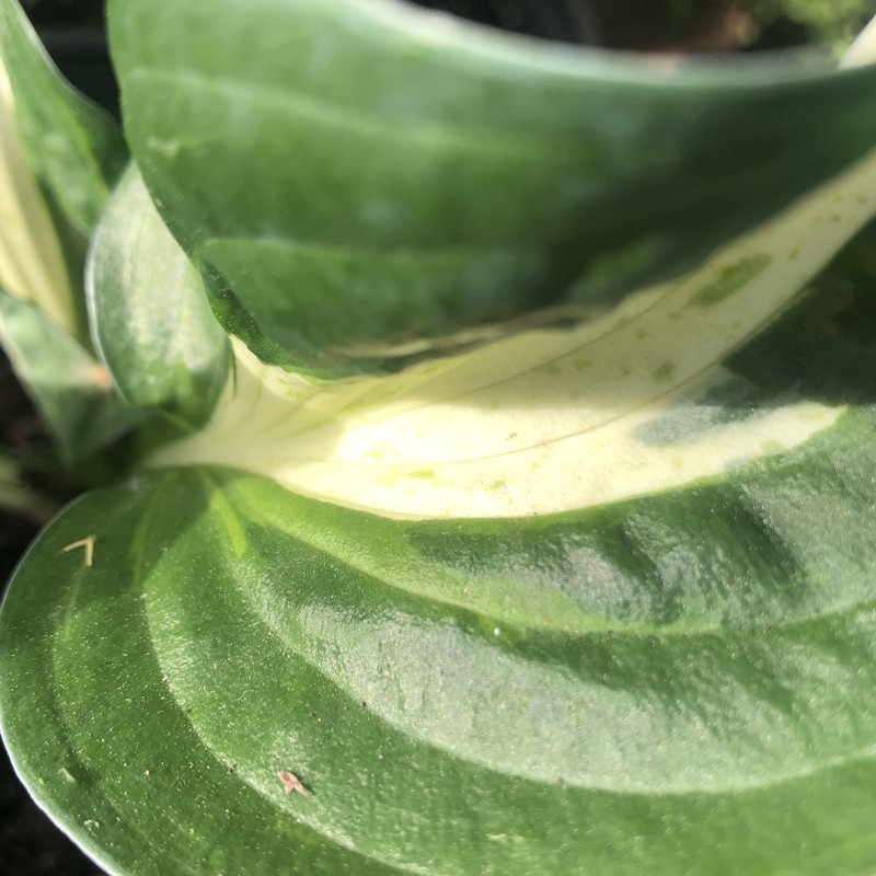 Close-up Picture of Hosta American Hero leaves