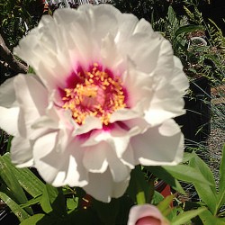 Peony Cara Louise flower in our garden