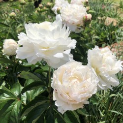 Picture of Peony Shirley Temple in our garden