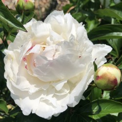 Picture of Peony Shirley Temple in our garden