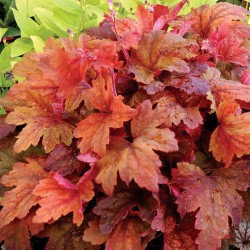 Picture of mature Heucherella Sweet Tea Plant in the fall