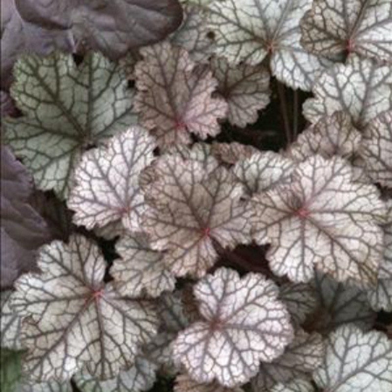 Close-up picture of Heuchera Raspberry Ice foliage