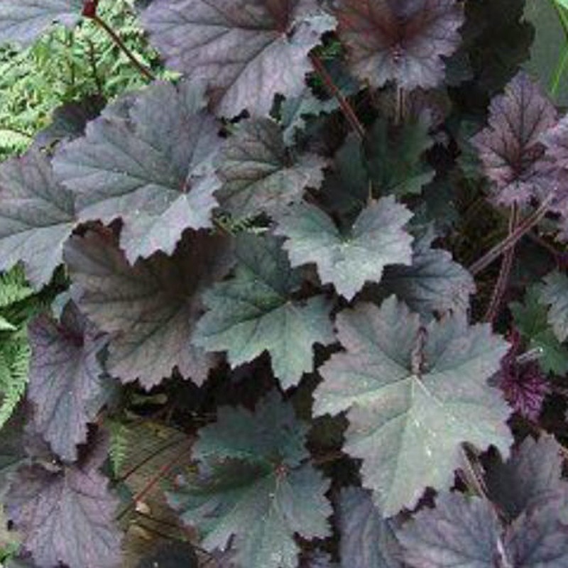 Close-up picture of Heuchera Frosted Violet foliage in summer