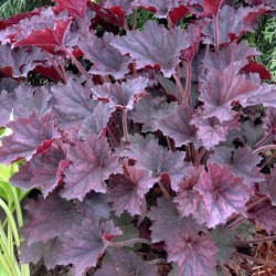 Close-up picture of Heuchera Frosted Violet foliage in spring