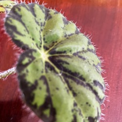 Close-up Picture of Eyelash Begonia Leaf