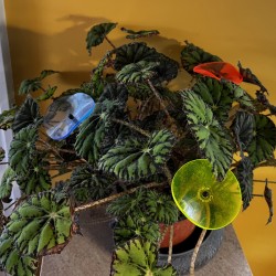 Picture of Eyelash Begonia Mature Plant with Cazador-del-Sol Wavy Suncatchers