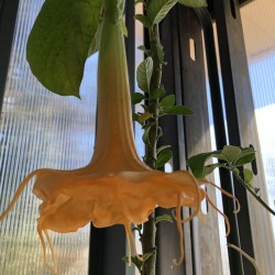 Pictures of Brugmansia Flat Bottom Girls Flowers