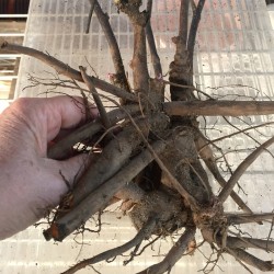 Picture of Peony Bartzella Trimmed Root