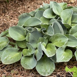 Picture of Hosta Blue Mouse Ears mature plant