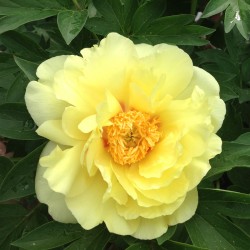 Picture of Peony Bartzella Flower