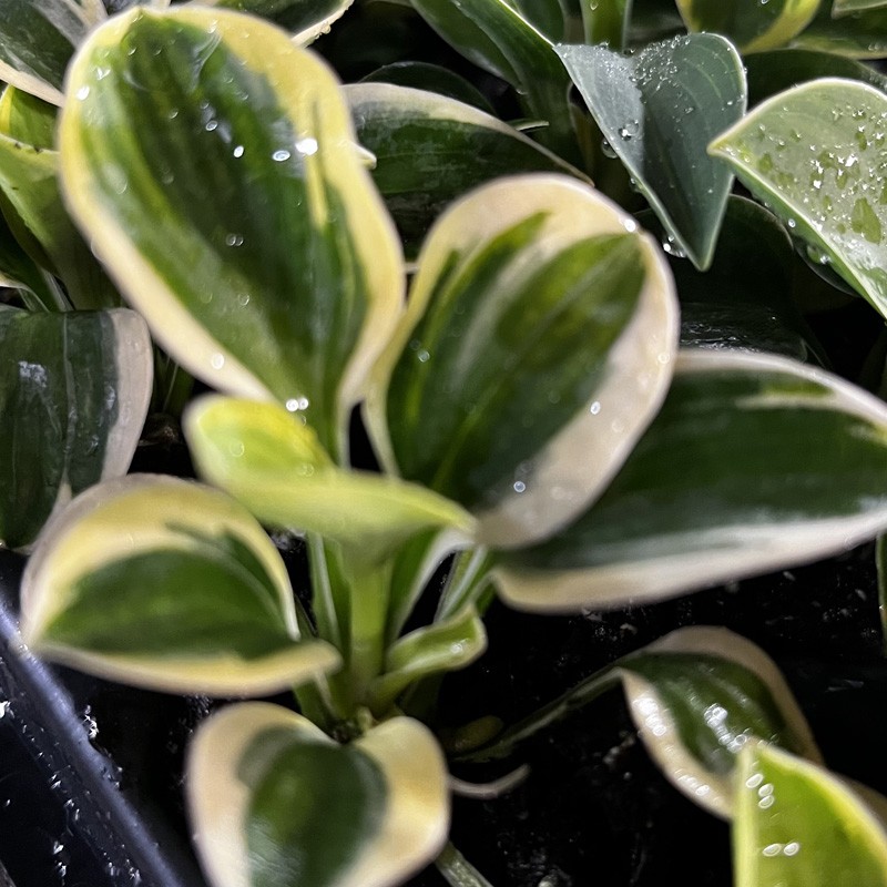 Picture of Hosta MIghty Mouse plant