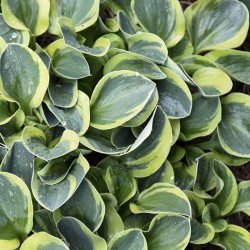 Picture of Hosta MIghty Mouse mature plant in summer