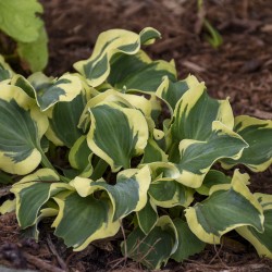 Picture of Hosta Blue Mouse Ears mature plant