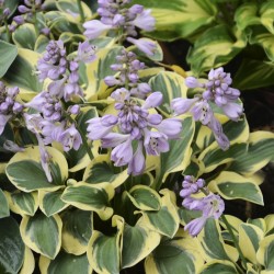 Picture of Hosta Blue Mouse Ears plant with flowers