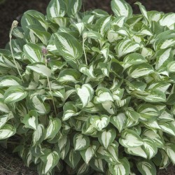 Picture of Hosta Pandora's Box mature plant