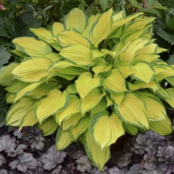 Picture of Hosta Island Breeze mature plant in summer and fall