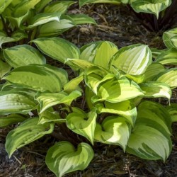Picture of Hosta Island Breeze mature plant in spring to early summer