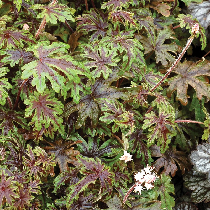 Picture of mature Heucherella Pacific Crest Plant in the fall