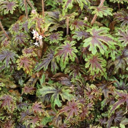Picture of mature Heucherella Pacific Crest Plant in the fall