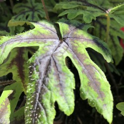 Picture of Heucherella Cascade Creeper leaf in the fall