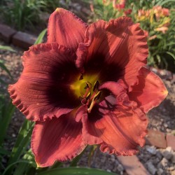 Picture of this variety daylily flower, high summer temps - no pattern but deeper color
