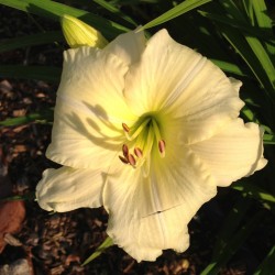 Picture of this variety daylily flower in warmer temperatures