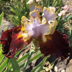 Flower picture of this iris variety.