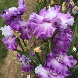 Flower picture of this iris variety in a small clump