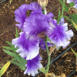 picture of this iris variety in full sun