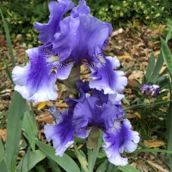 picture of this iris variety in partial shade