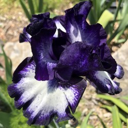 Flower picture of this Iris variety