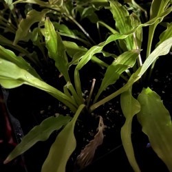 Sample plant of Hosta Wiggles and Squiggles foliage