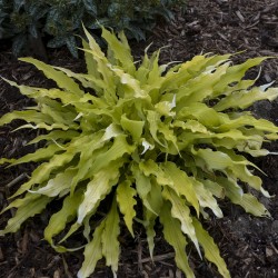 Mature plant of Hosta Wiggles and Squiggles foliage