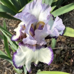 Flower picture of this Iris variety