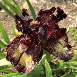 Picture of Iris flower